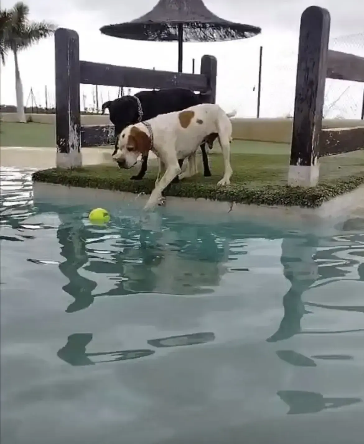 Dulce and Geuro having fun swimming.