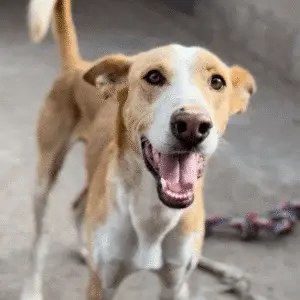 Toto