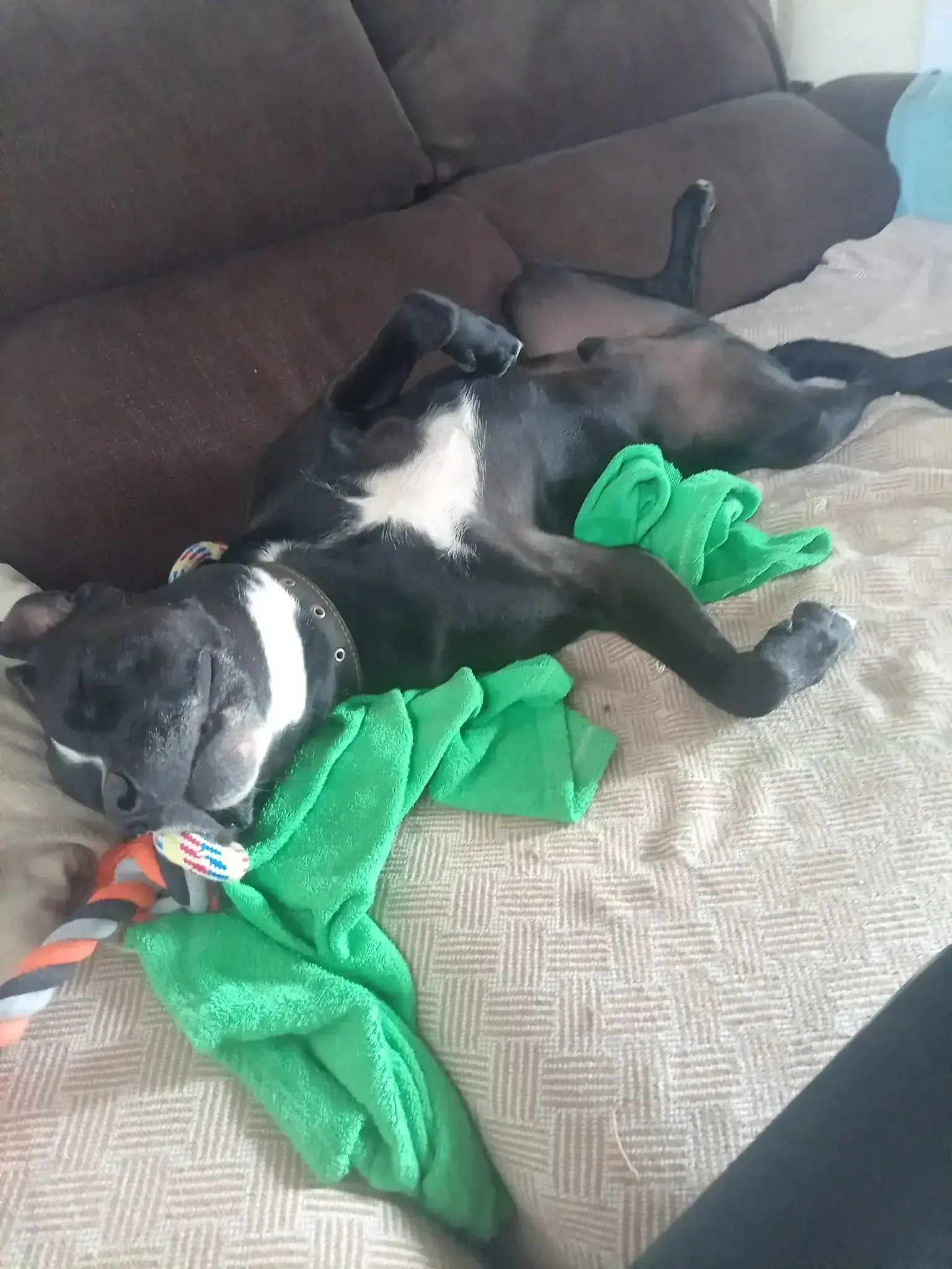 Zeus living the dream