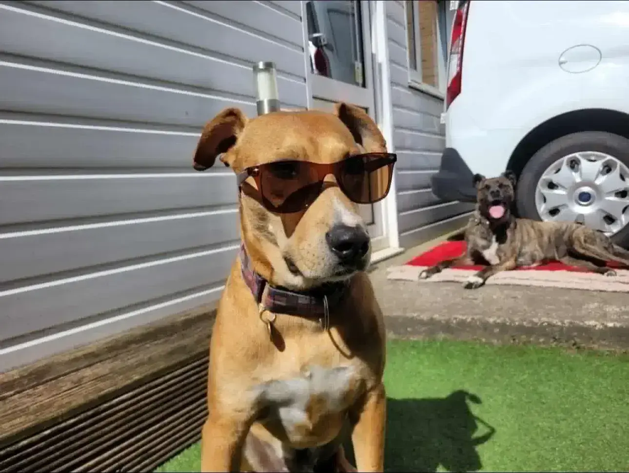 Sunny Sundays with Linda and Odin