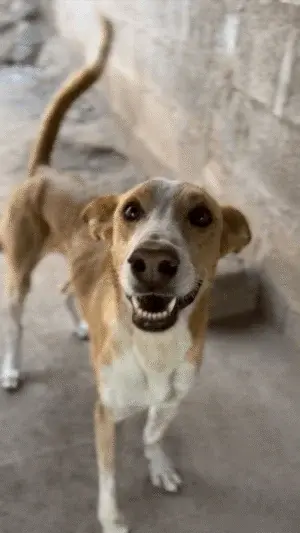 Toto