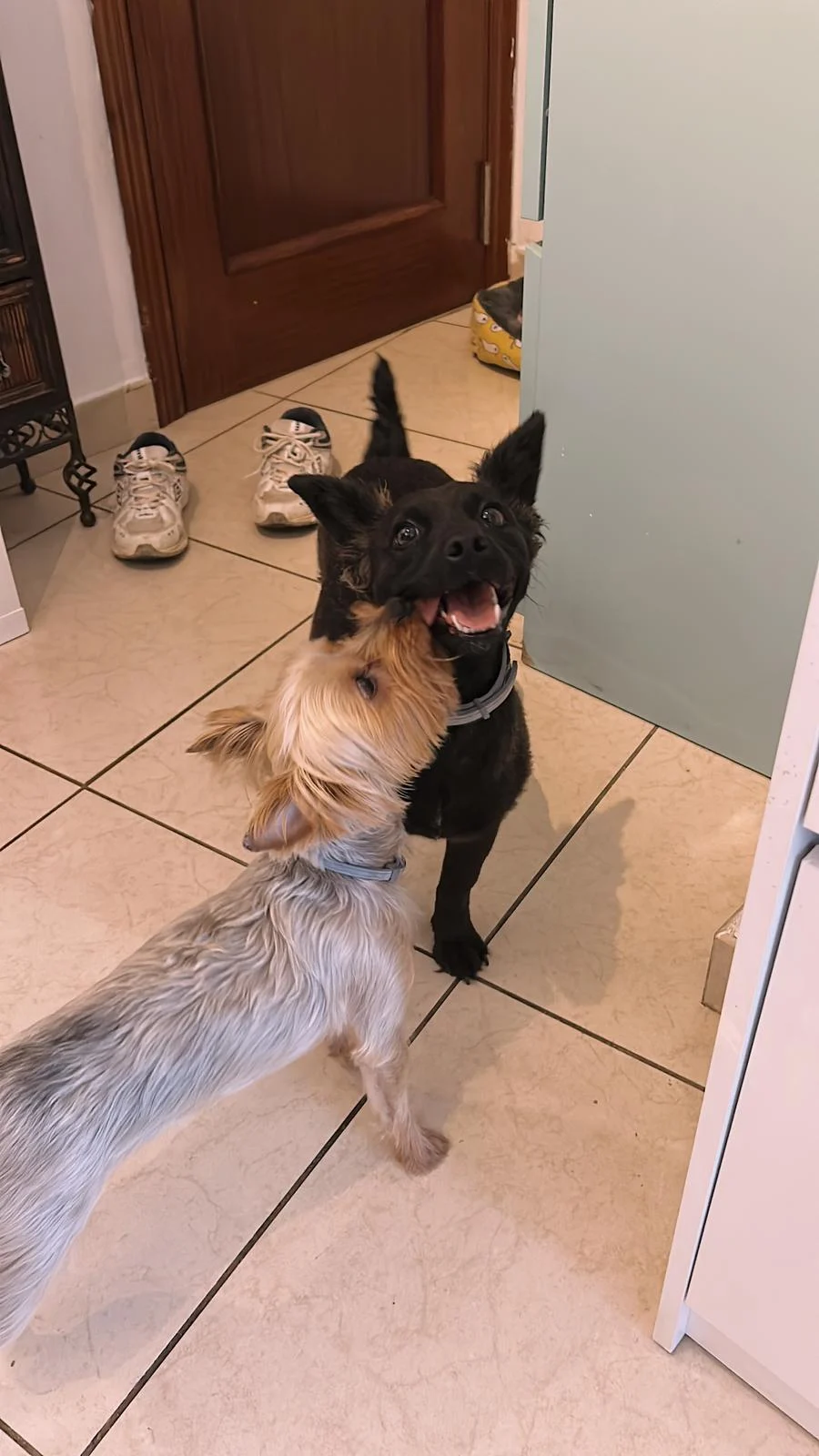 Marie adopted.