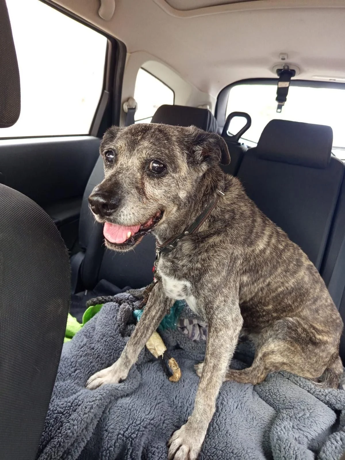 Poppy has found her foster home.