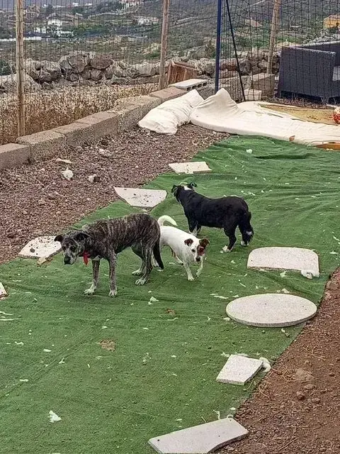 Poppy has found her foster home.