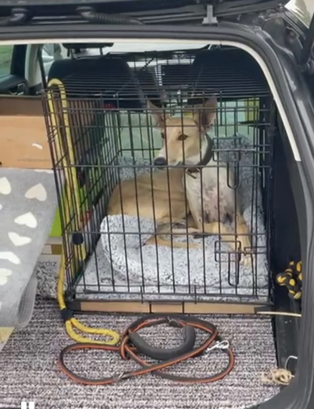 Dexter arrived in U.K.