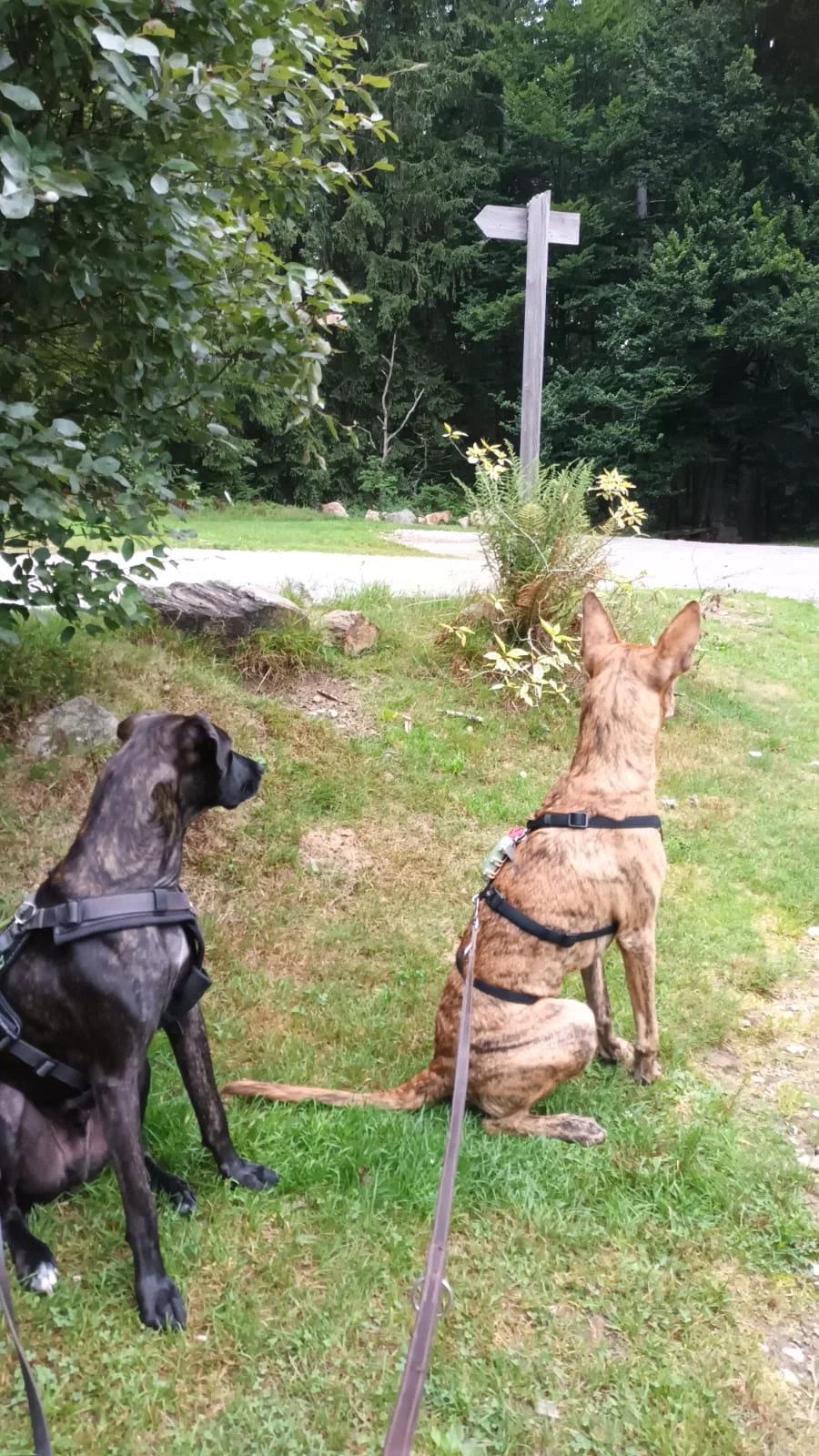 Sacco and Ely update.