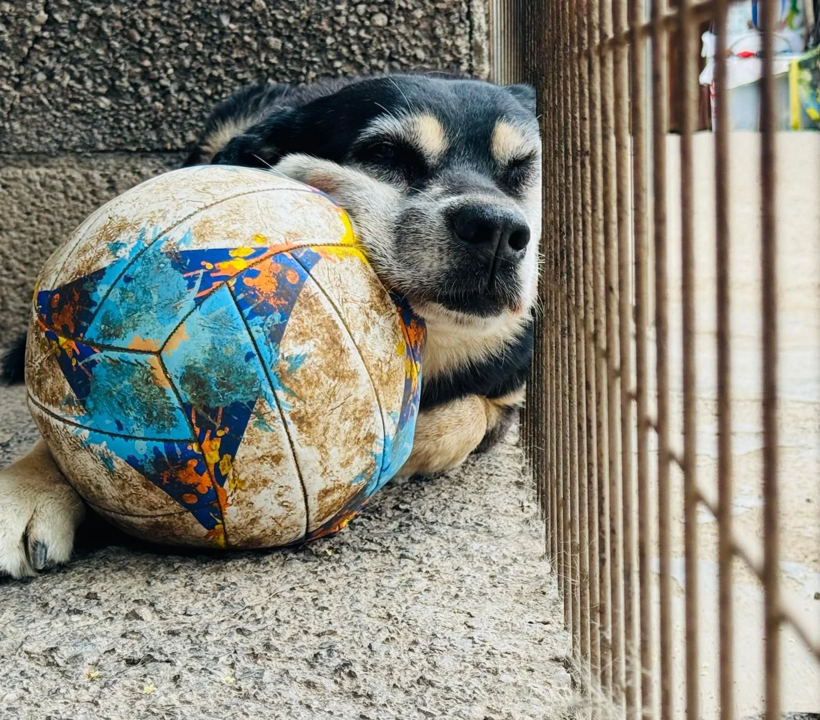Live Paws Mascot