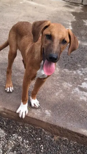 Enzo