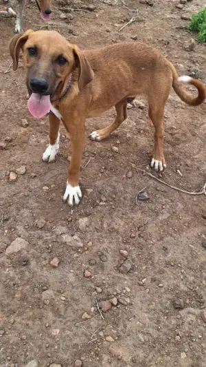 Enzo
