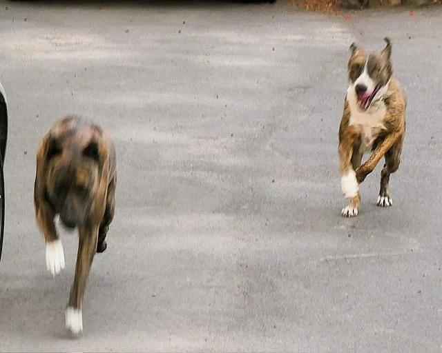 Augustin ,reunited with his brother.