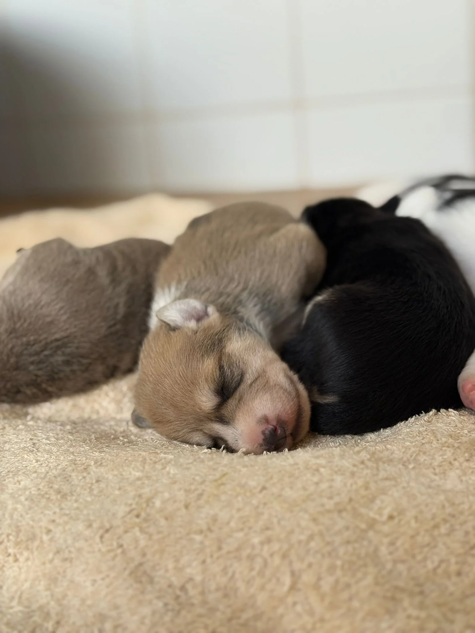 Paula and Puppies doing well