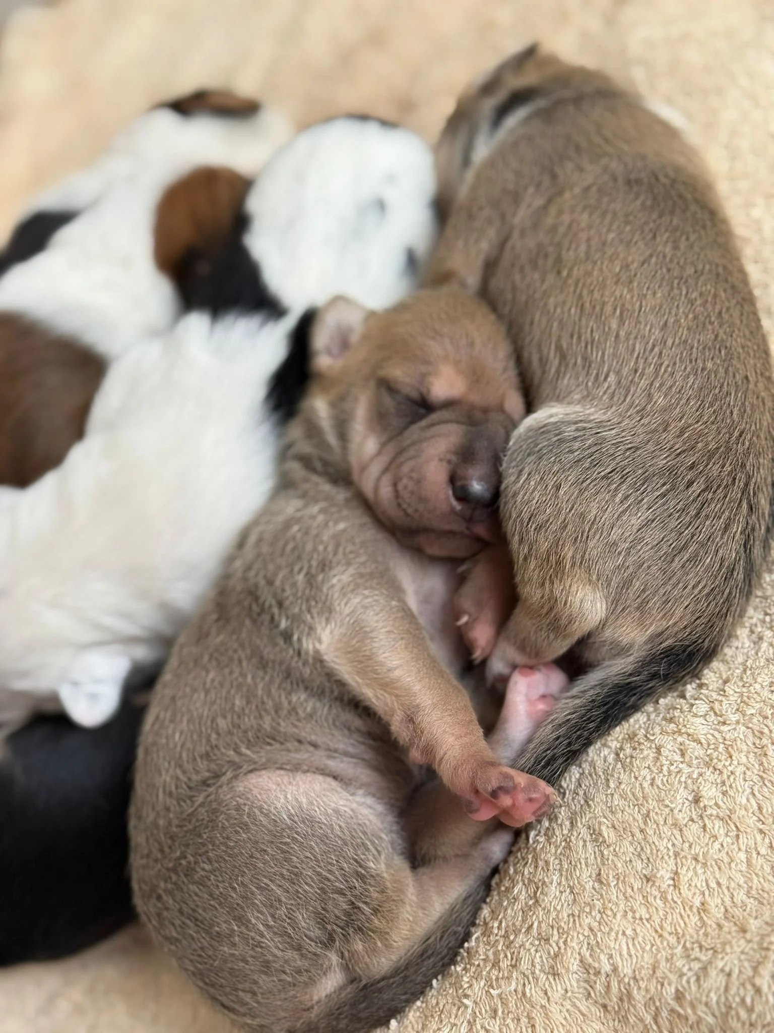 Paula and Puppies doing well