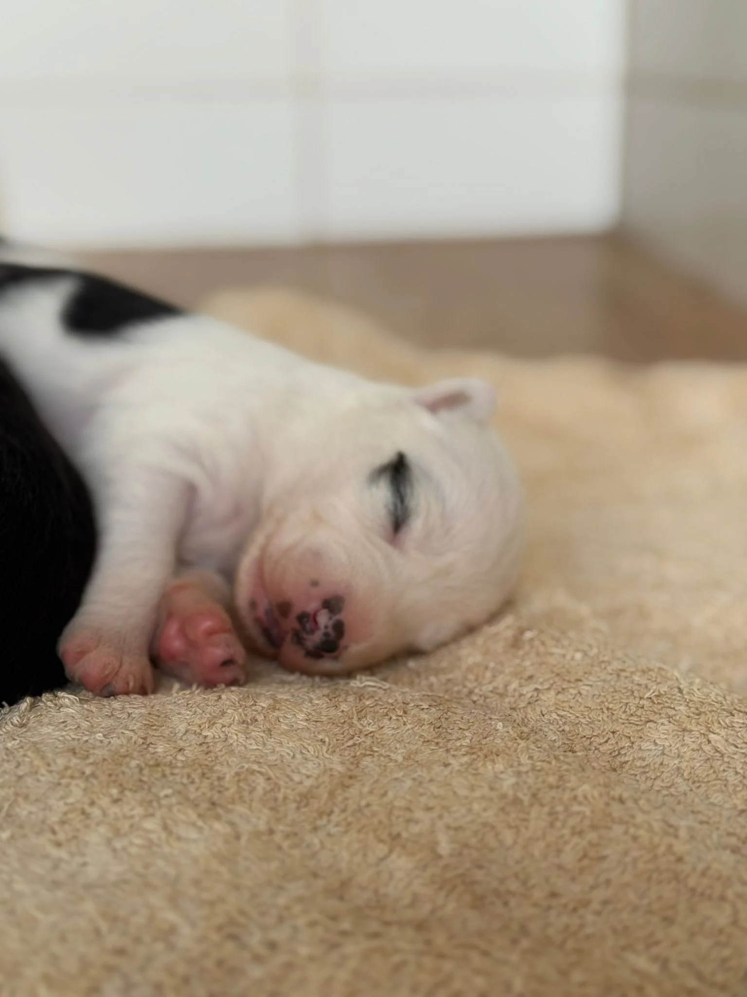 Paula and Puppies doing well