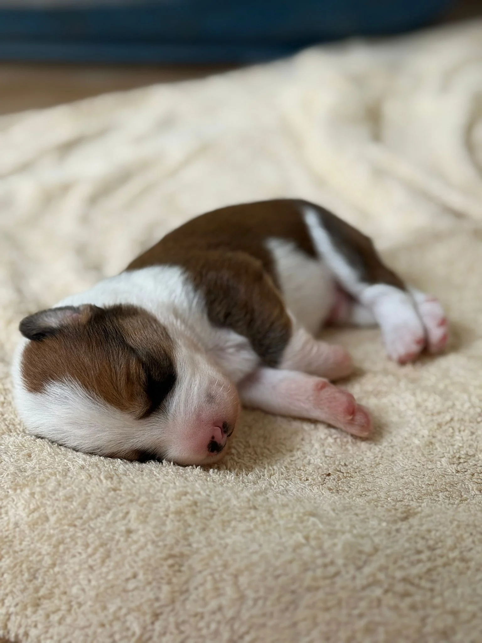 Paula and Puppies doing well