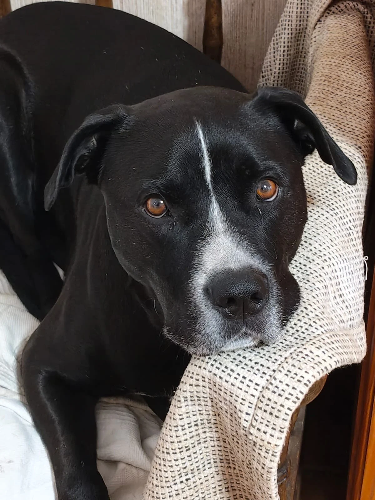 Zeus Update - Live Paws news, Tenerife dog rescue
