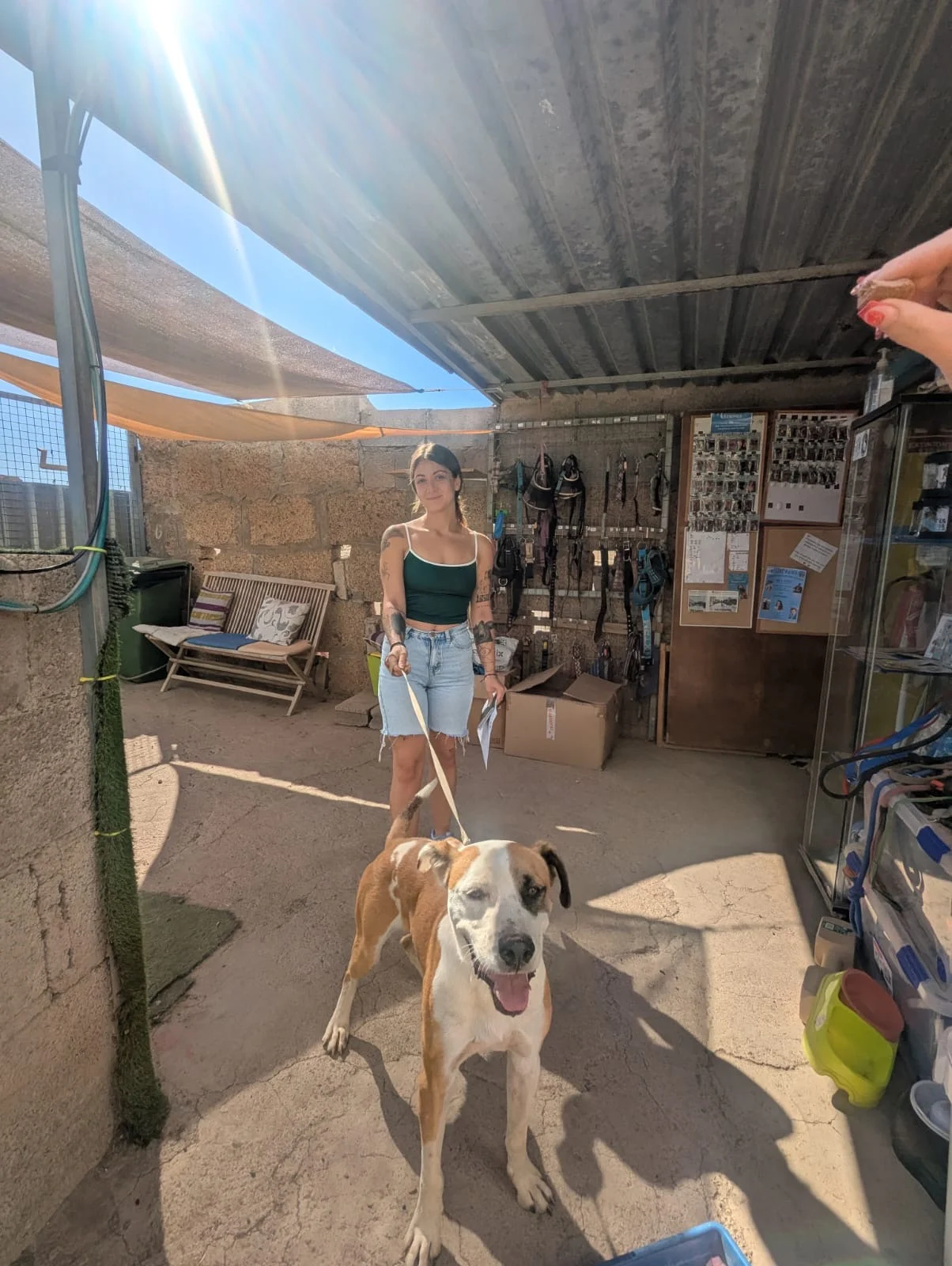 Manu adopted . - Live Paws news, Tenerife dog rescue