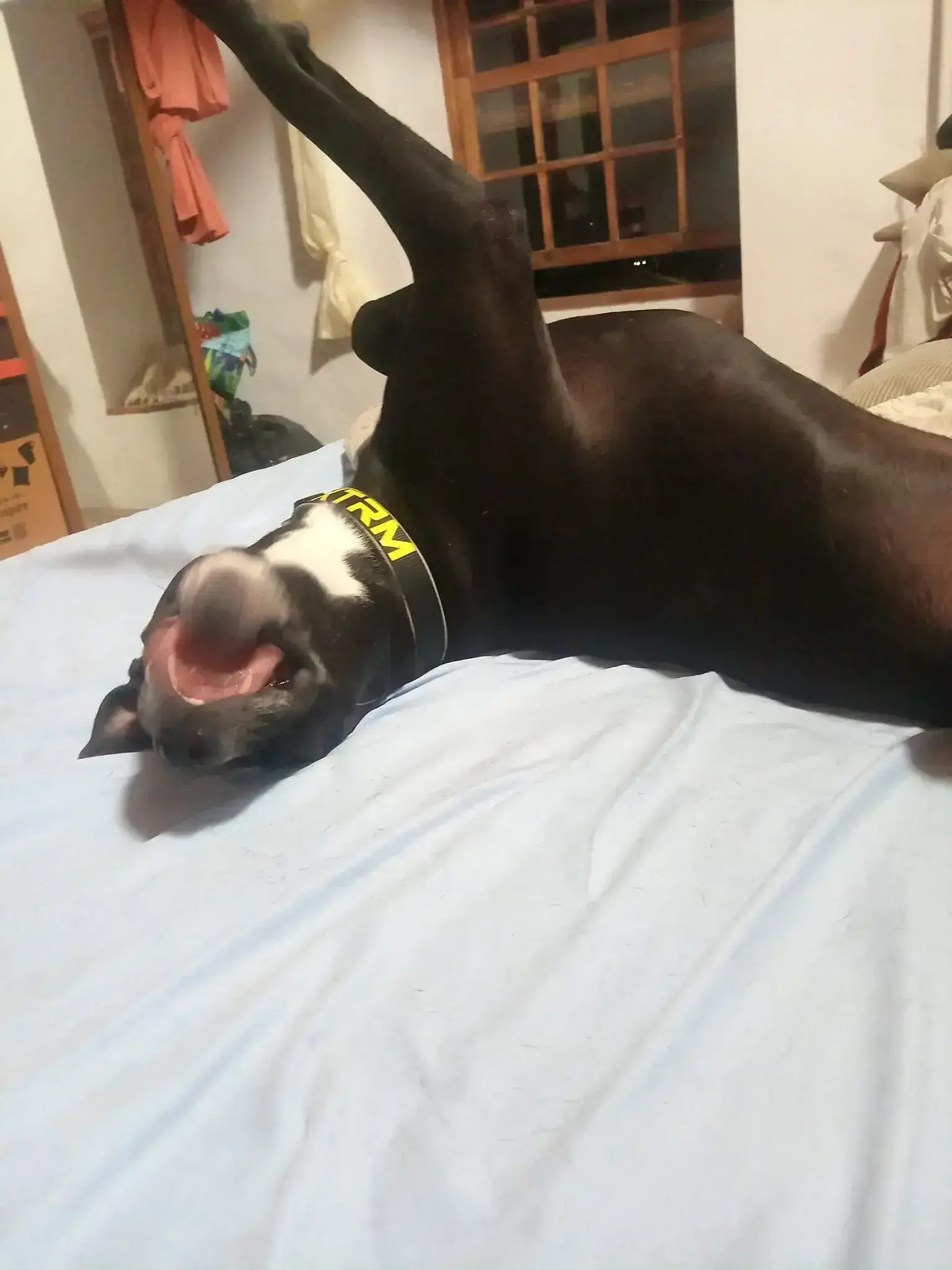 Zeus Update