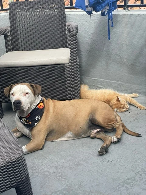 Golfo update. - Live Paws news, Tenerife dog rescue