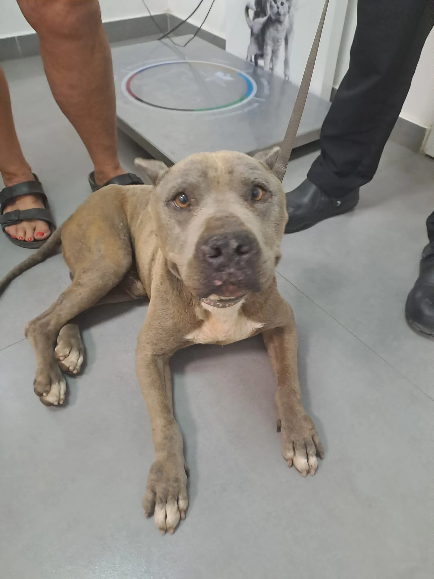Polvito update. - Live Paws news, Tenerife dog rescue