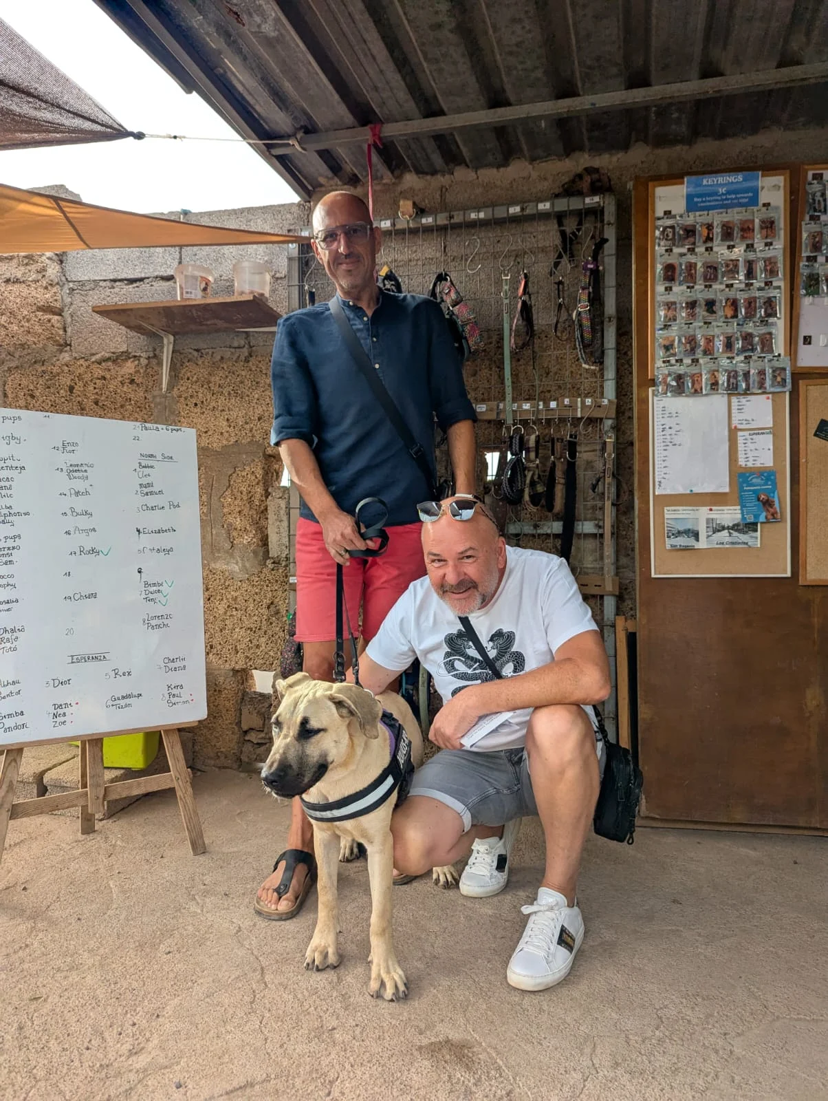 Pumba adopted. - Live Paws news, Tenerife dog rescue