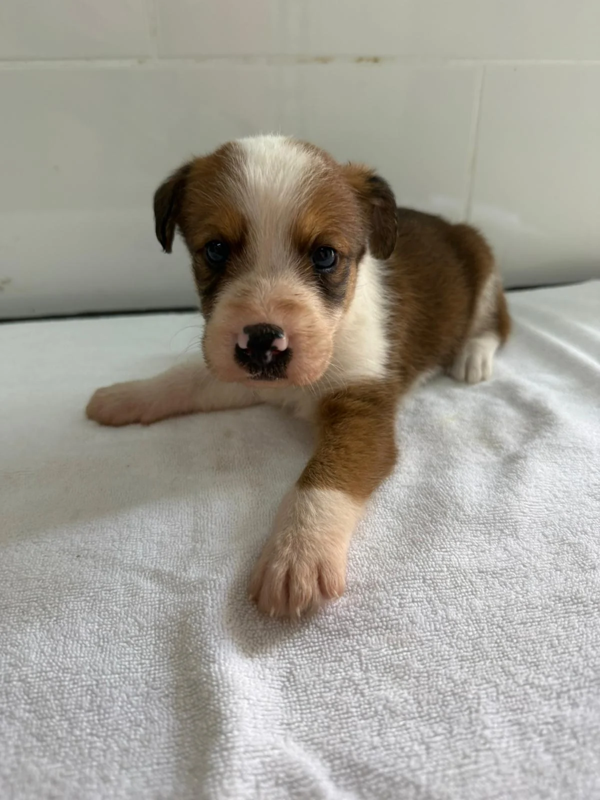 Cartwheels and Sunflowers a tribute to Jonny. - Live Paws news, Tenerife dog rescue