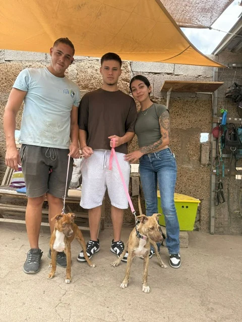 Clara adopted . - Live Paws news, Tenerife dog rescue