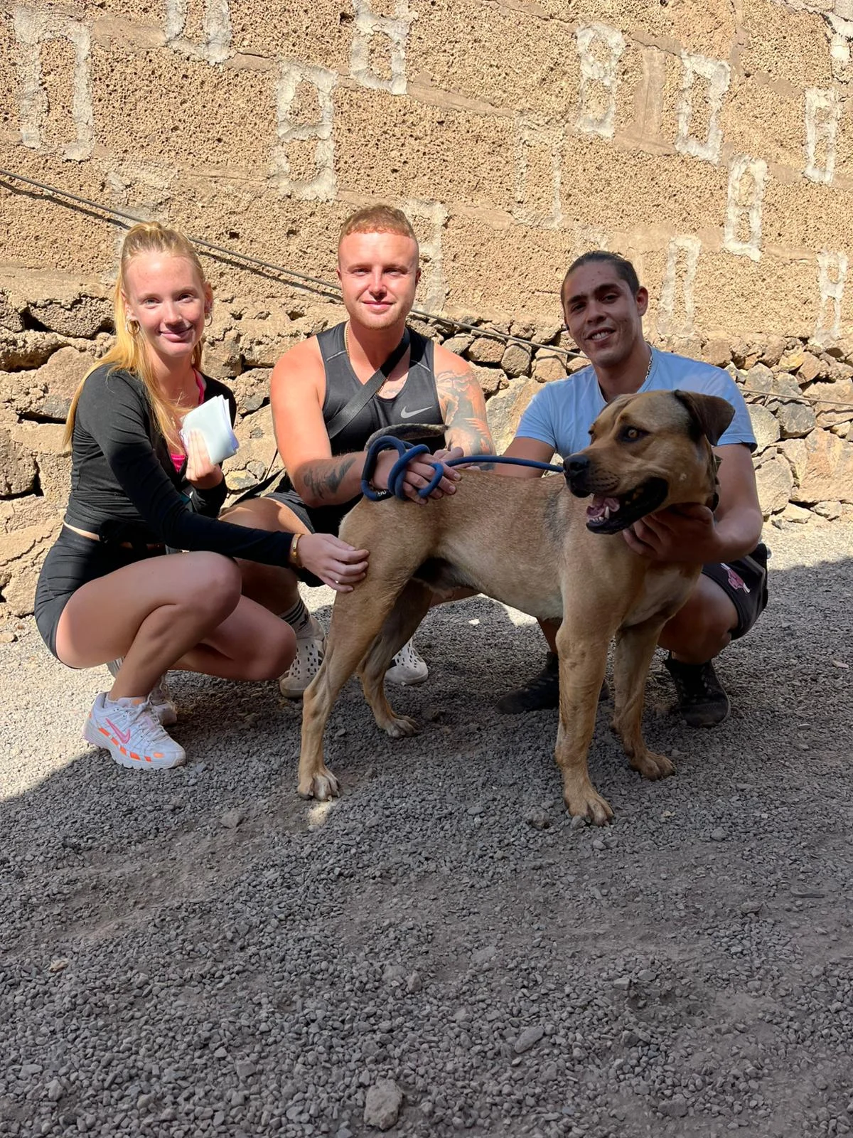 Gino adopted. - Live Paws news, Tenerife dog rescue