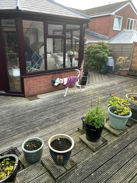 Pancho and Lorenzo enjoying the UK