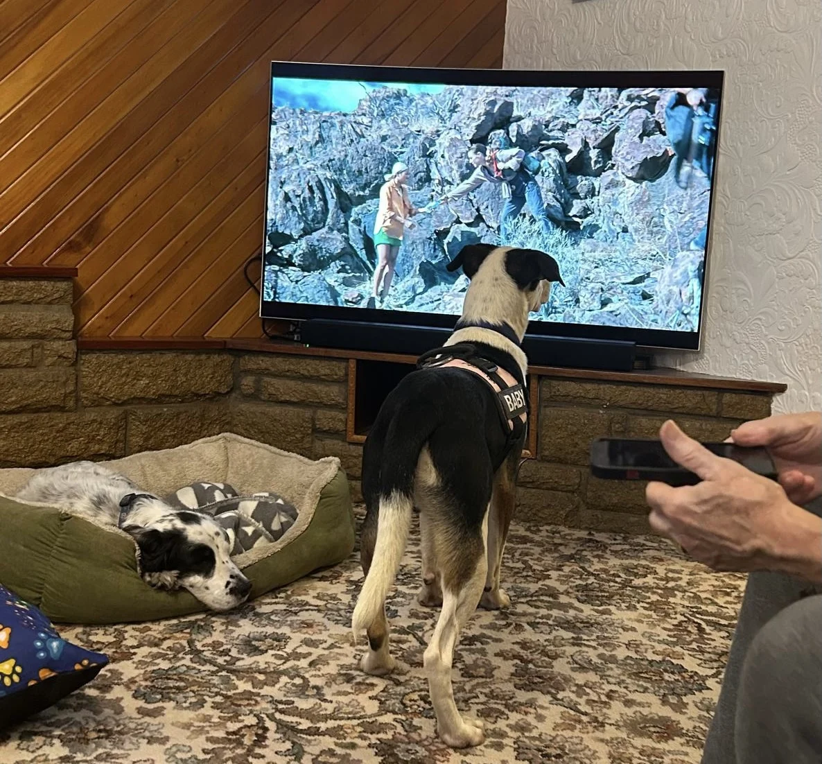 Pancho and Lorenzo enjoying the UK - Live Paws news, Tenerife dog rescue