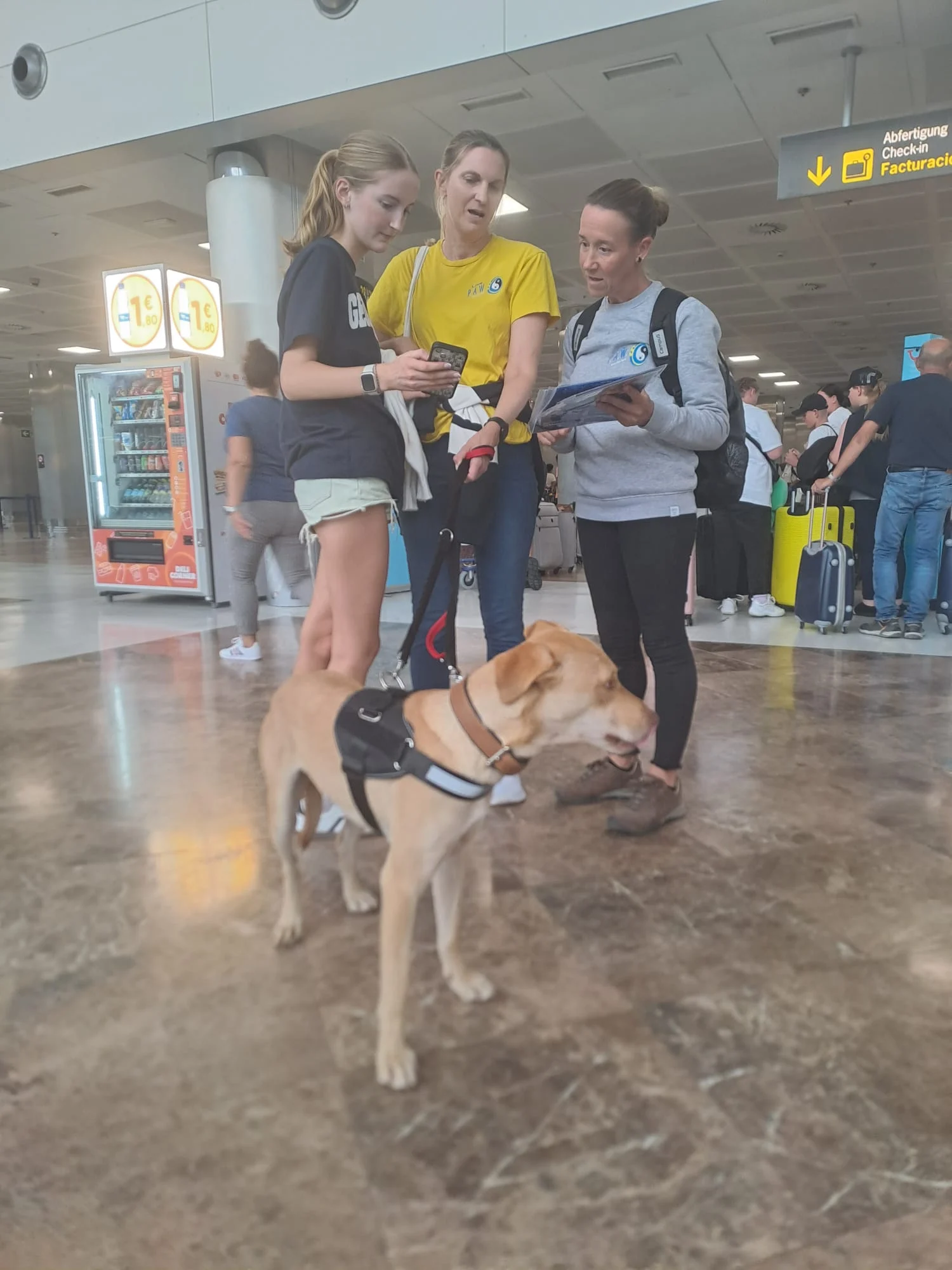 Leonardo off to Brussels. - Live Paws news, Tenerife dog rescue