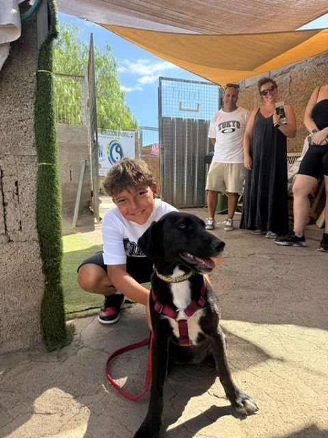 Clover adopted - Live Paws news, Tenerife dog rescue