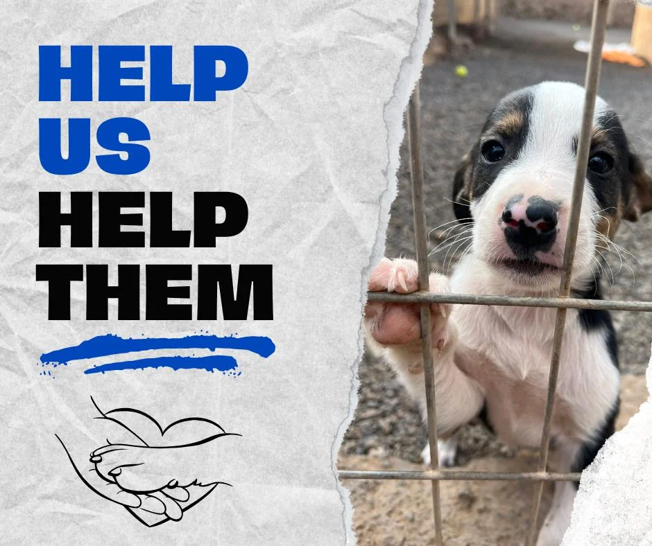 Raffle and Tombola prize donations wanted. - Live Paws news, Tenerife dog rescue
