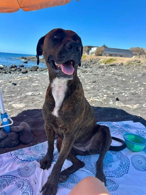 Gara leading her best life. - Live Paws news, Tenerife dog rescue