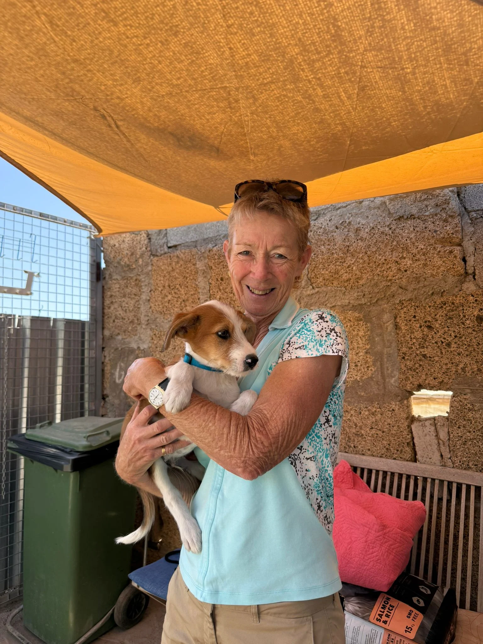 Three adopted all at once. - Live Paws news, Tenerife dog rescue