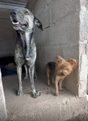 ADOPTION APPEAL – A BONDED DUO WHO DESERVE THEIR HAPPY ENDING - Live Paws news, Tenerife dog rescue