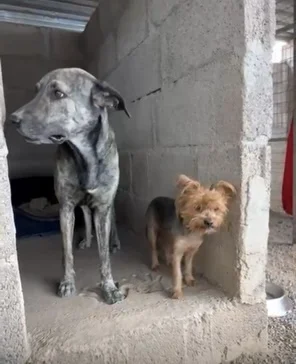 ADOPTION APPEAL – A BONDED DUO WHO DESERVE THEIR HAPPY ENDING