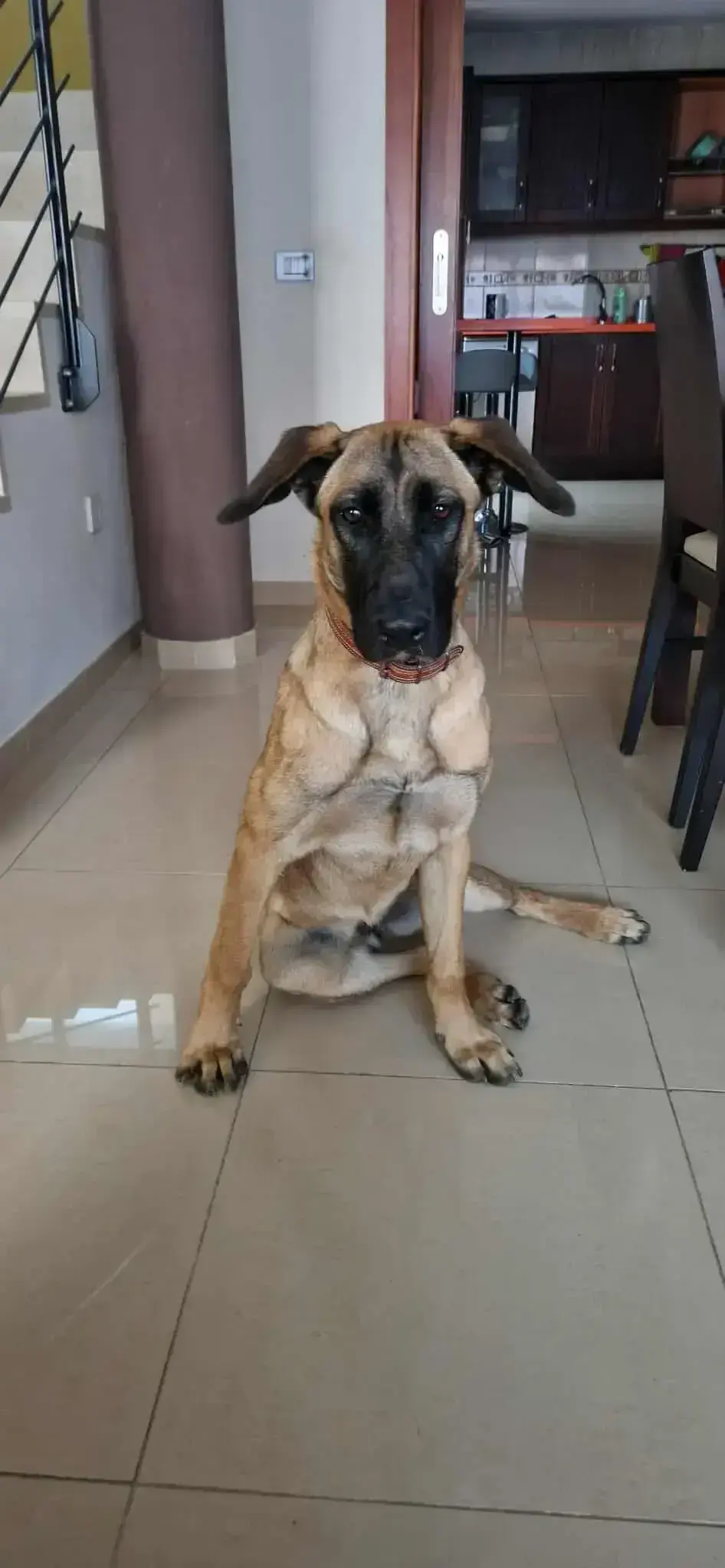 Skye is growing fast. - Live Paws news, Tenerife dog rescue