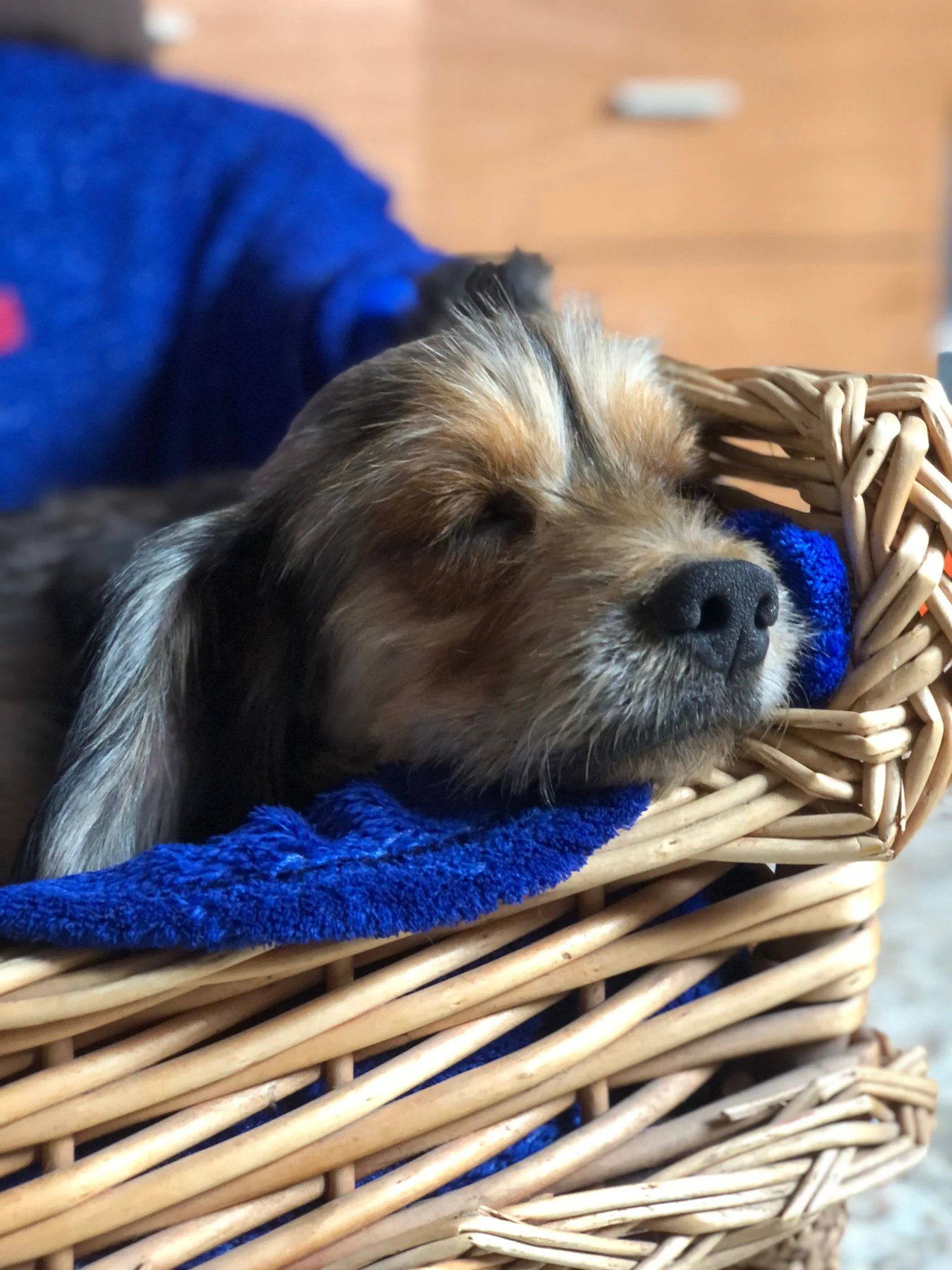 Grinch has a new chance. - Live Paws news, Tenerife dog rescue