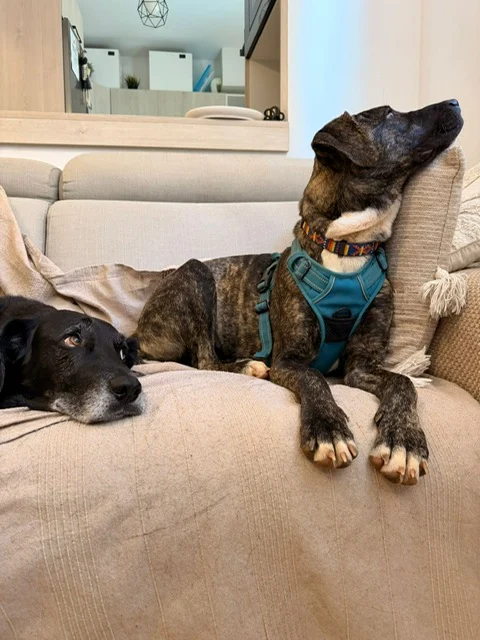 Nea adopted. - Live Paws news, Tenerife dog rescue