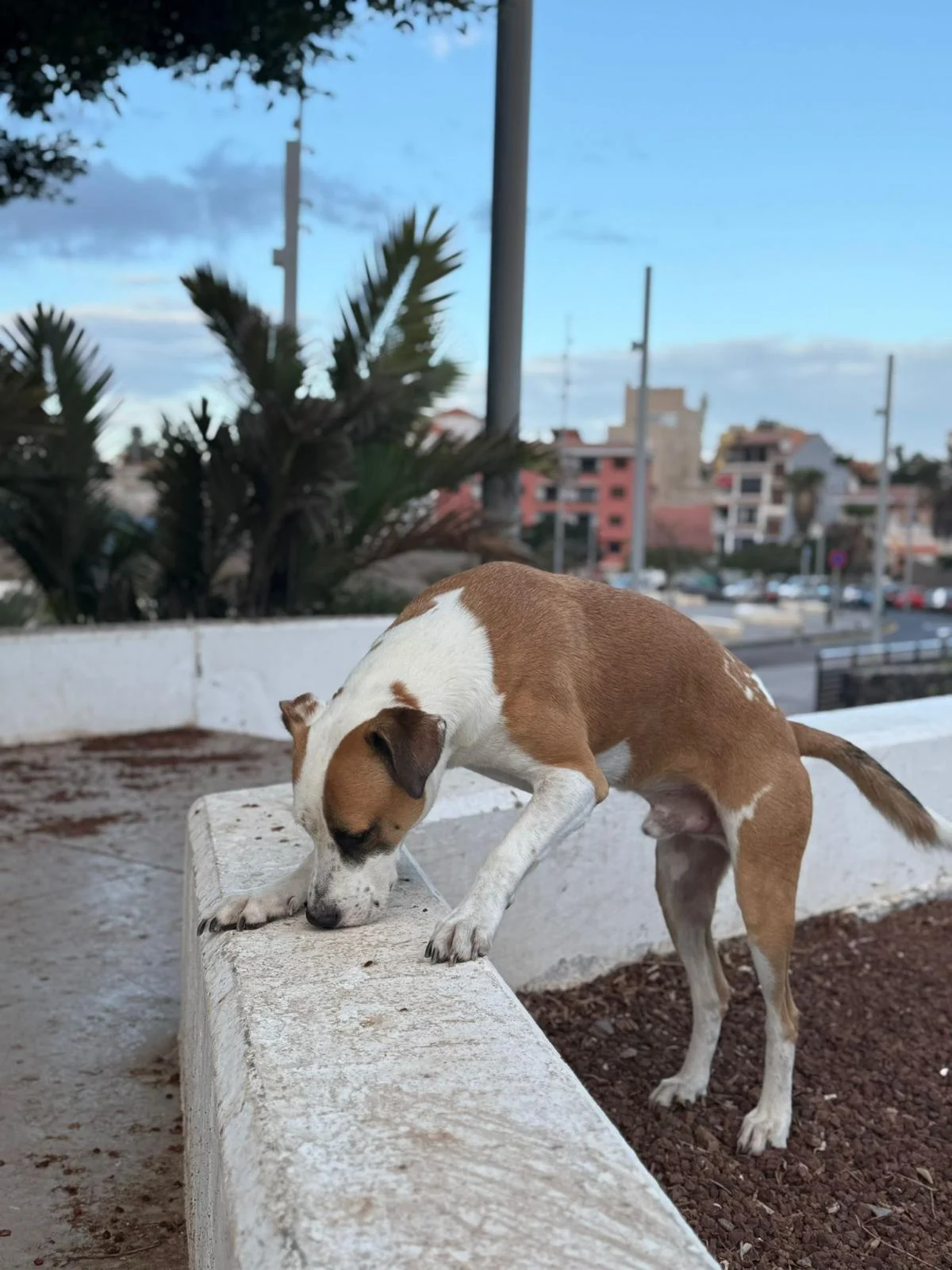 Support does not end with adoption. - Live Paws news, Tenerife dog rescue