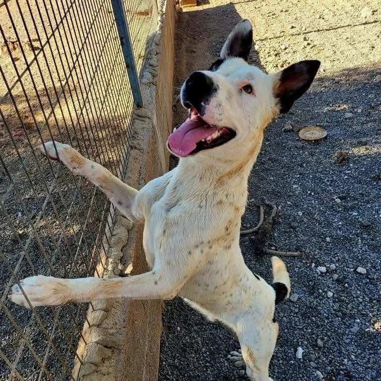 Dog walking times. - Live Paws news, Tenerife dog rescue