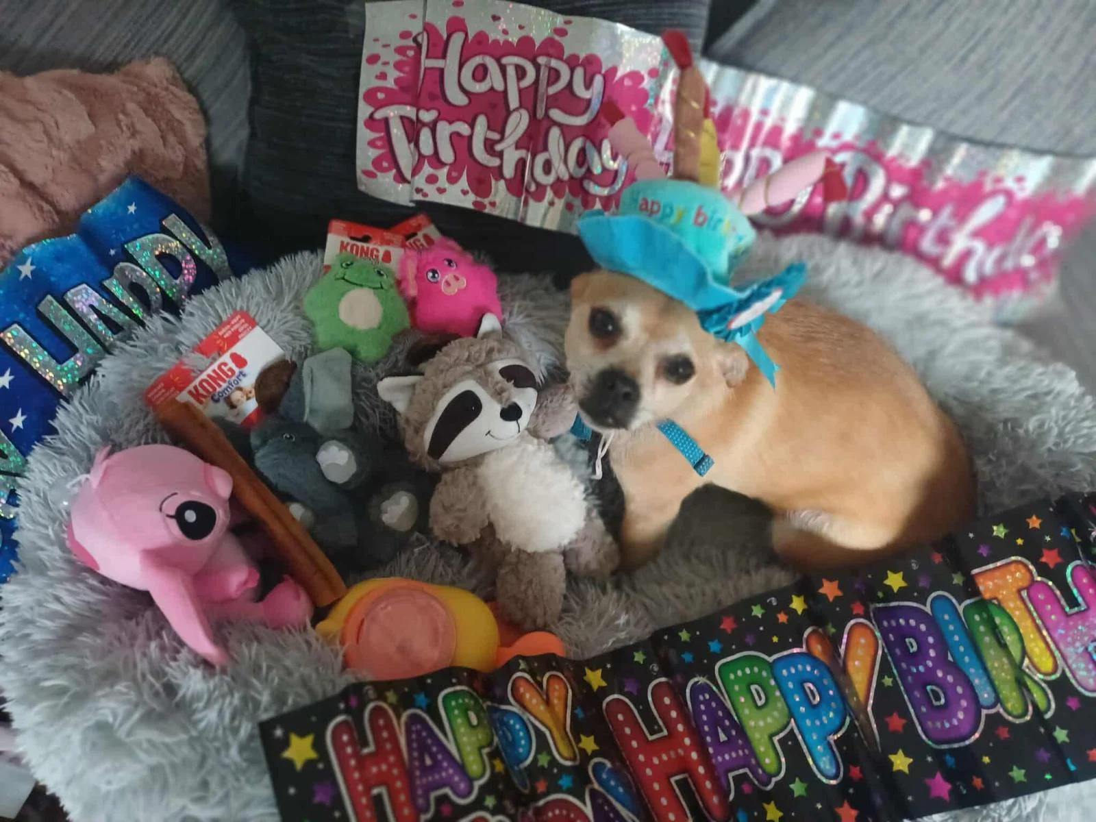 Happy birthday Buddy. - Live Paws news, Tenerife dog rescue