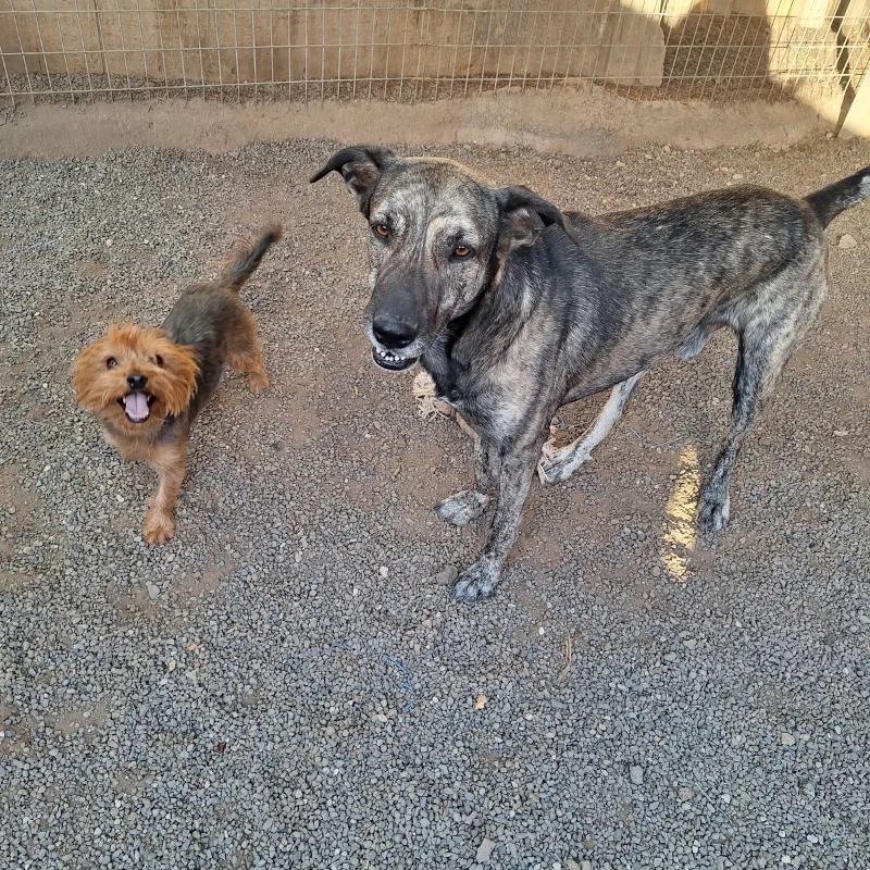 Buddy and Rocky