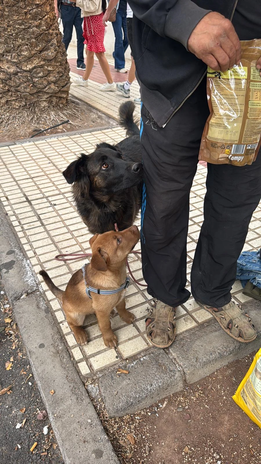 Helping dogs on the street. - Live Paws news, Tenerife dog rescue