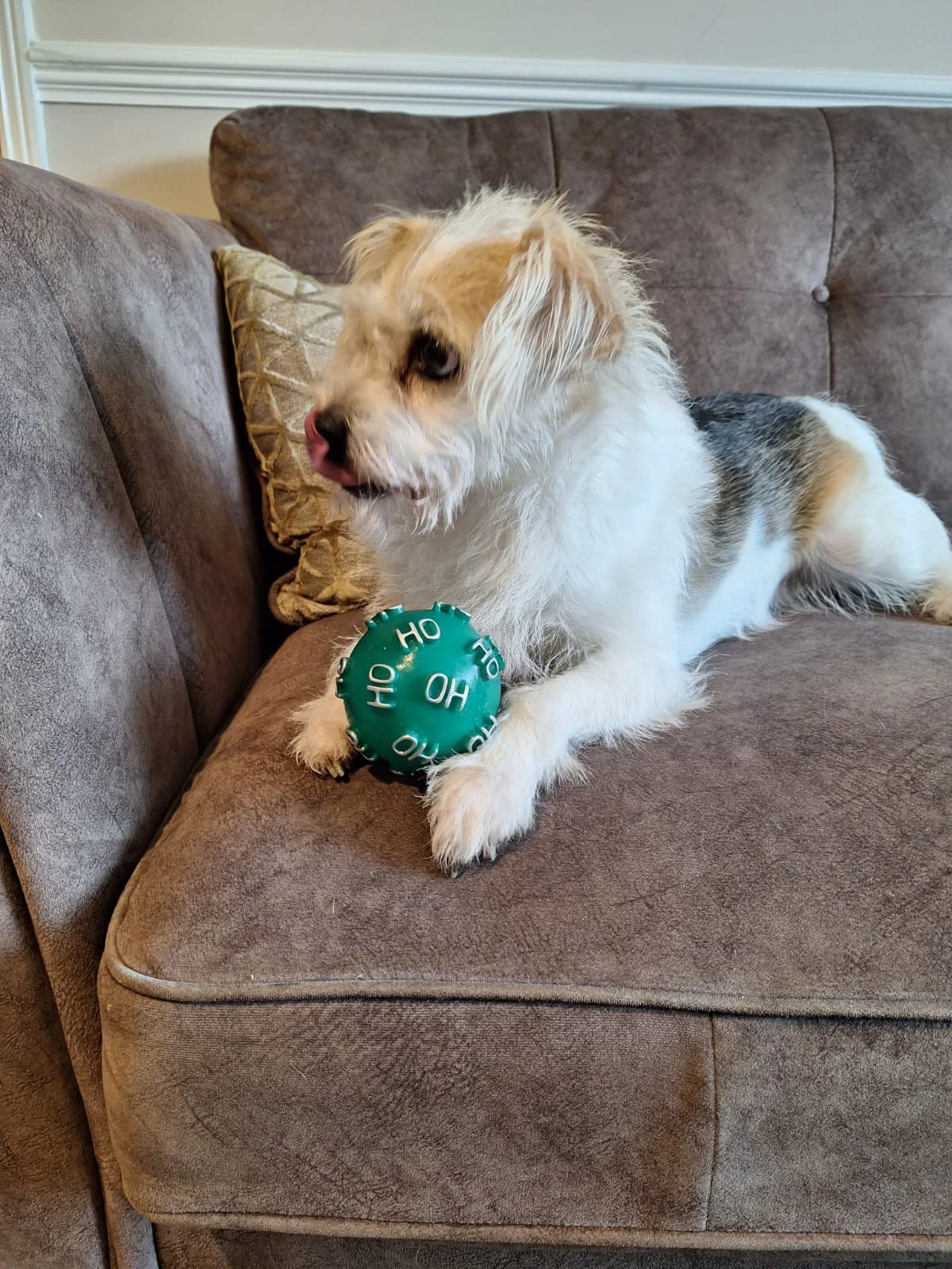 Bobbie is a happy boy. - Live Paws news, Tenerife dog rescue