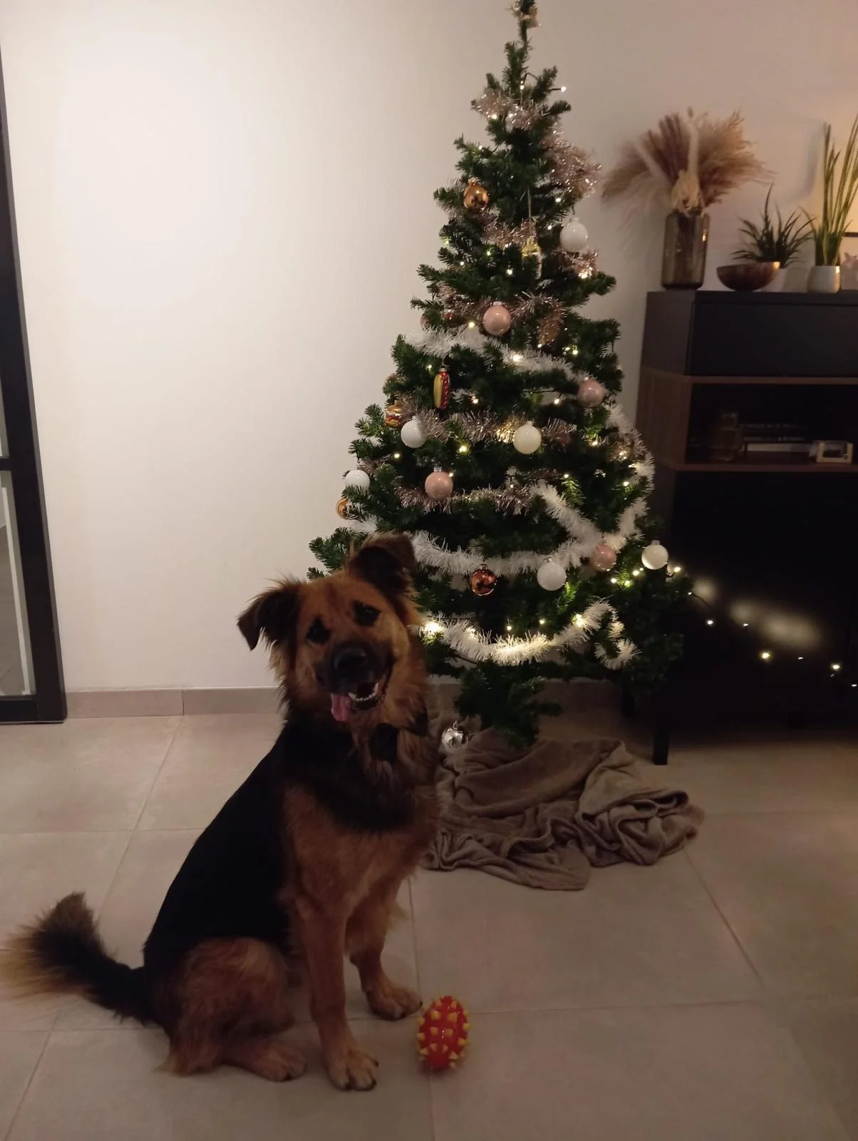 Tiny’s first Christmas - Live Paws news, Tenerife dog rescue
