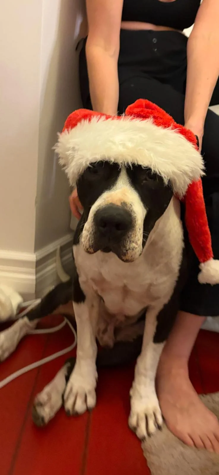 Bobby’s first Christmas. - Live Paws news, Tenerife dog rescue