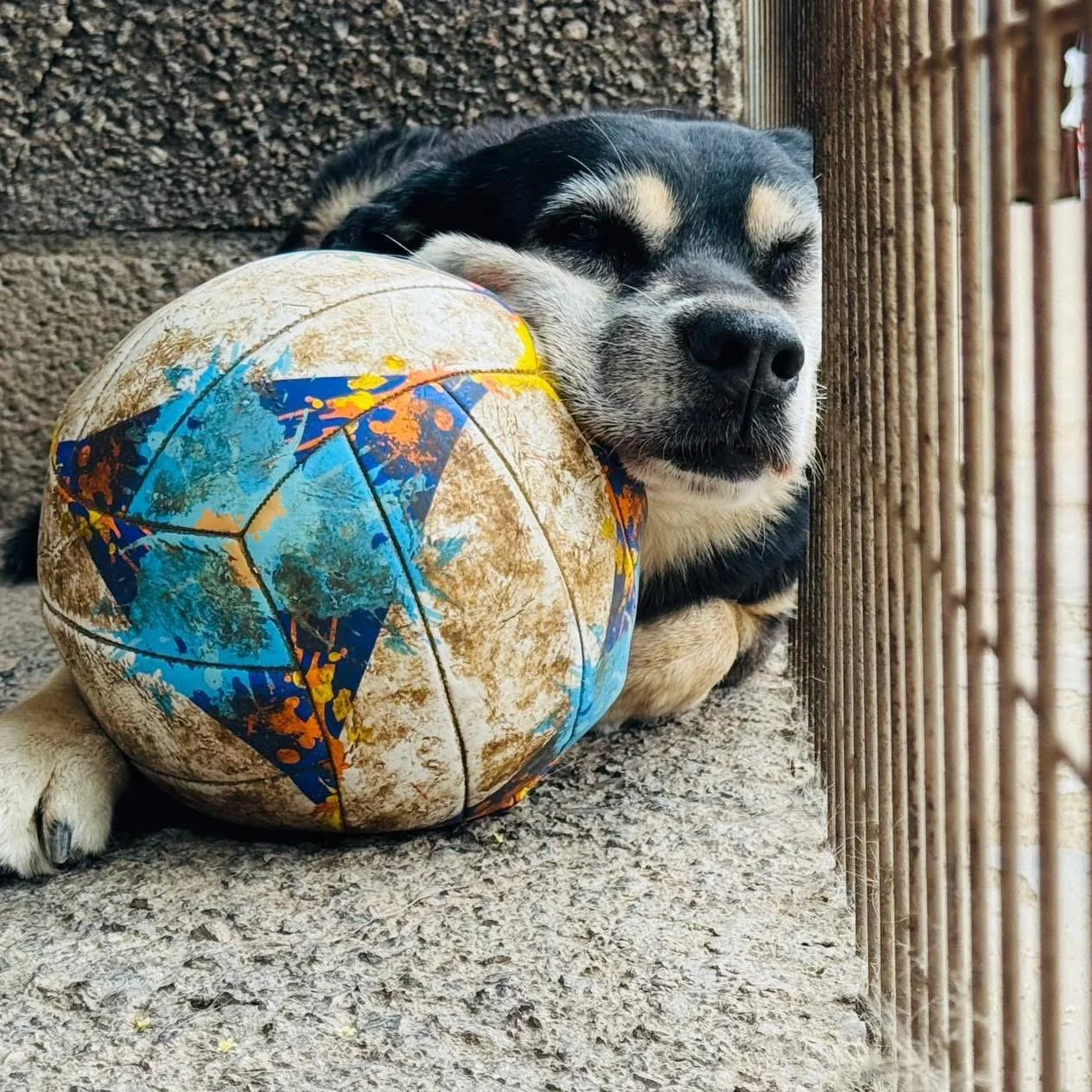 President’s Statement , end of 2025 - Live Paws news, Tenerife dog rescue