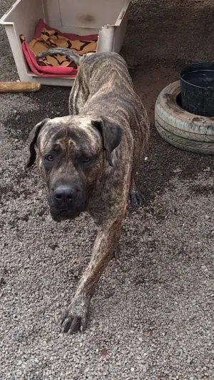 Diego