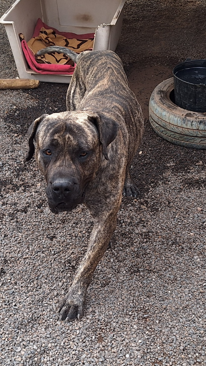 Diego